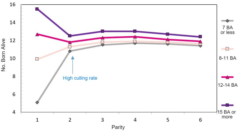 Graph 1. Production throughout the lifetime of the sow according to piglets born.